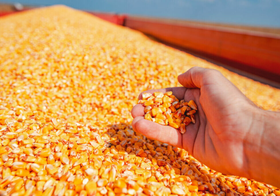 Farmer handful of harvested corn kernels from the heap loaded into tractor trailer, hands in corn grain pile as concept of abundance and great yield after successful harvest