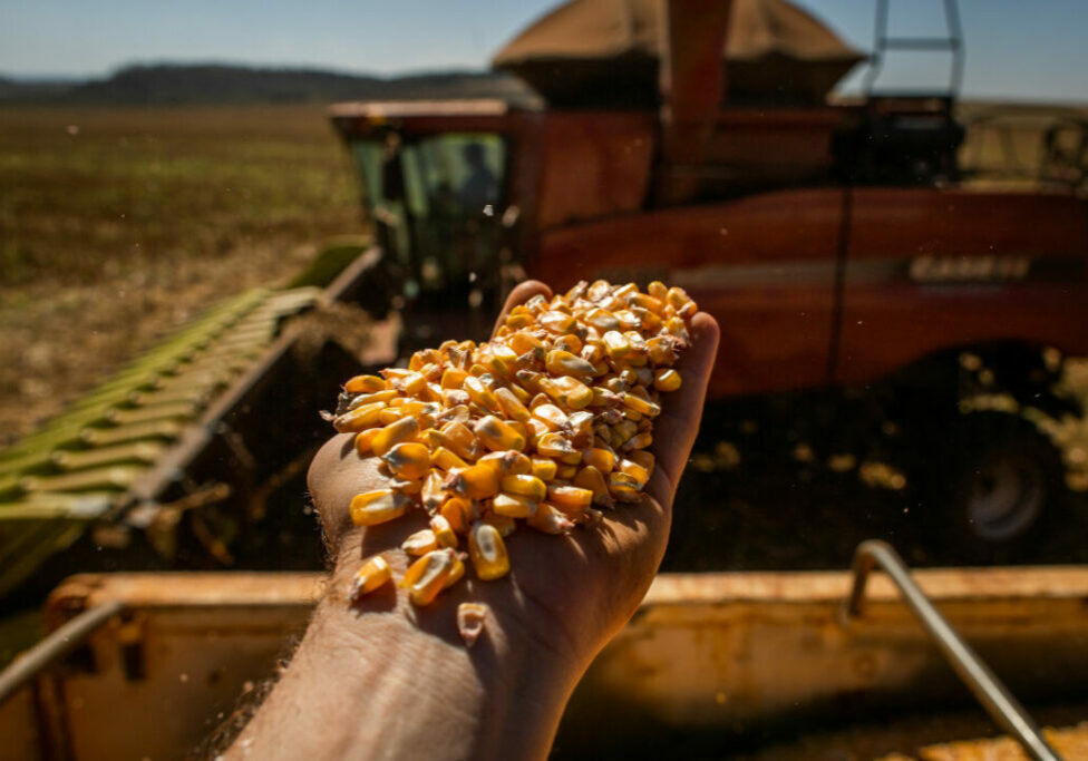 Milho-preco-do-custo