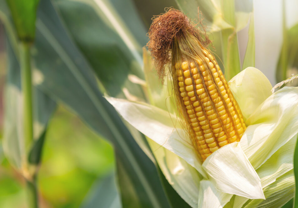 Milho_Freepik