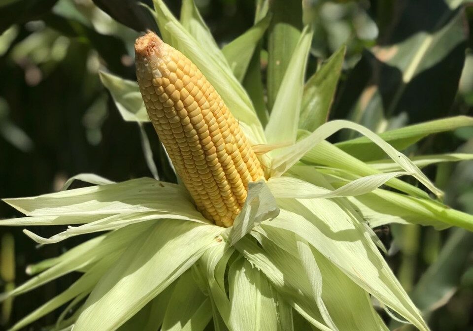 Milho_Imperador