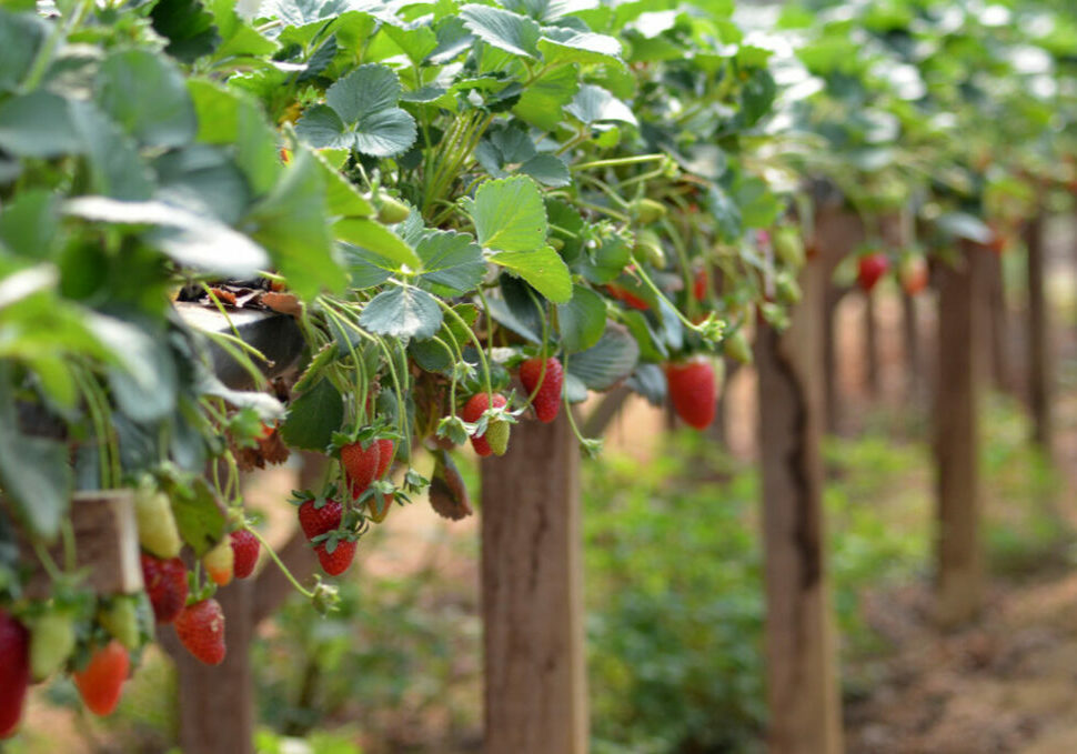 Morango-suspenso_FOTO_Leandro-Fidelis