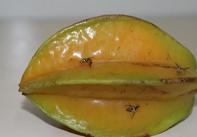 Mosca-da-carambola-Danilo-Nascimento-Embrapa-ReproducaoArquivo
