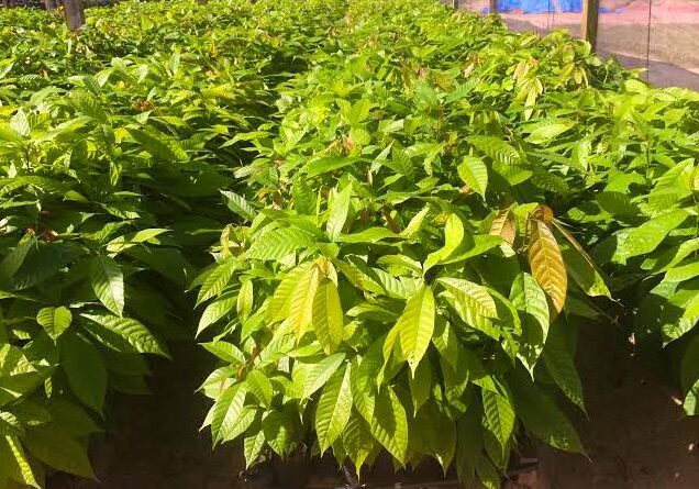 Mudas-de-cacau-edital-de-50-mil-Foto-Secretaria-de-Agricultura-1-640x445-1