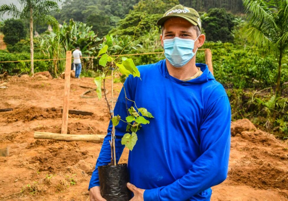 Mudas_Uva_Linhares_06