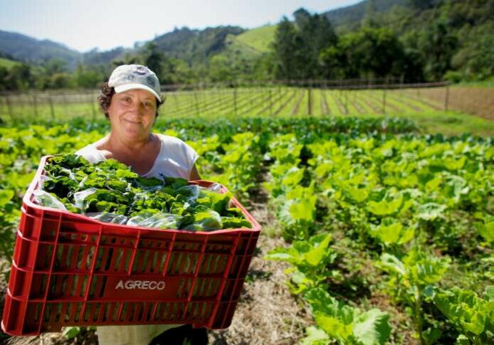 Agricultora Celita Wenz Schmidt na sua lavoura de couve. Santa Rosa de Lima, SC. Foto: Eduardo Aigner/MDA