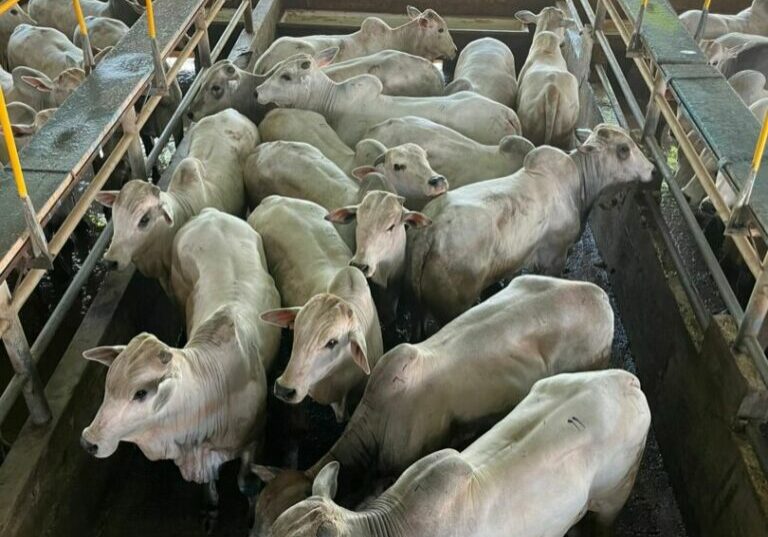 Nelore-na-Bolivia-Divulgacao