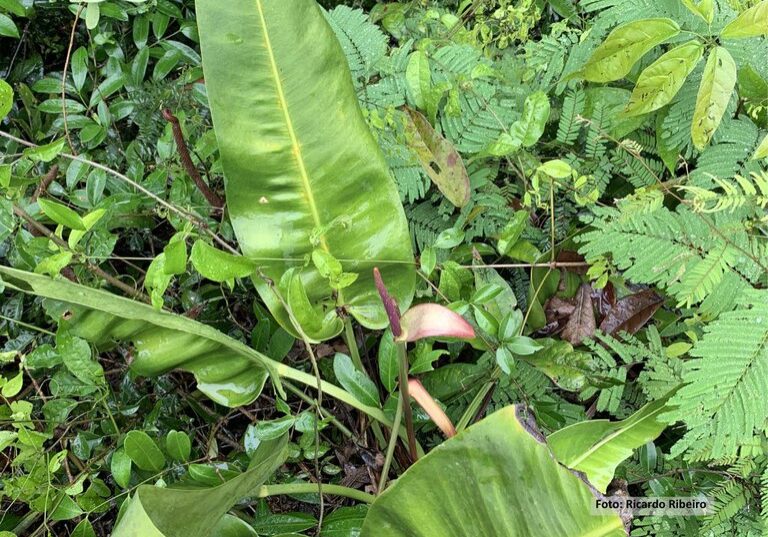 Nova esp'ecie anturio