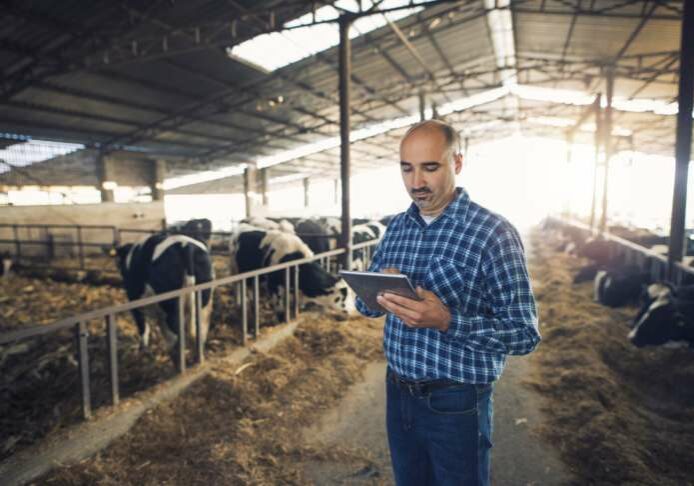 Portrait of middle aged farmer standing in cow farm and using tablet.