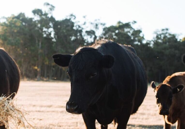 Nutrição animal_ como montar uma dieta equilibrada para o gado
