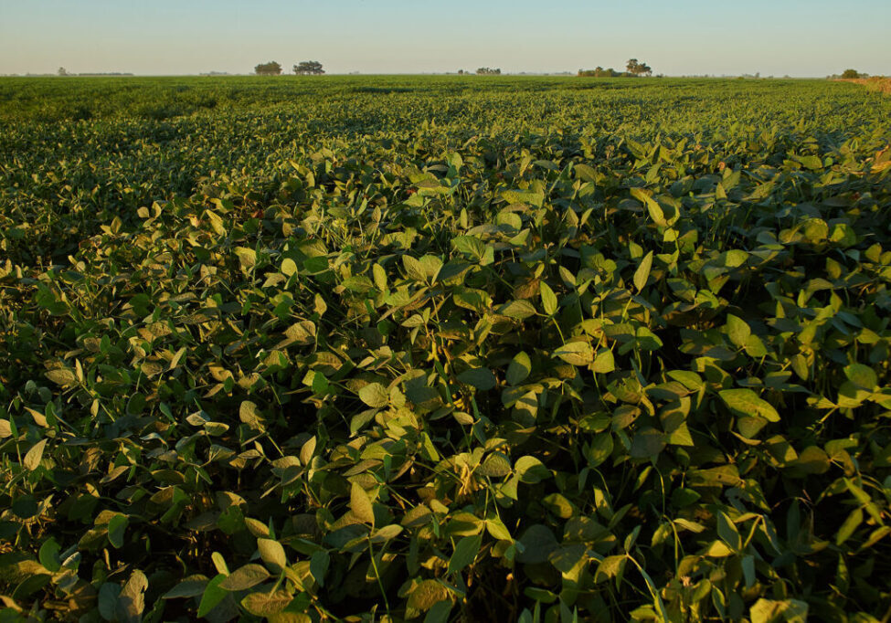 A beautiful shot of a green plant field