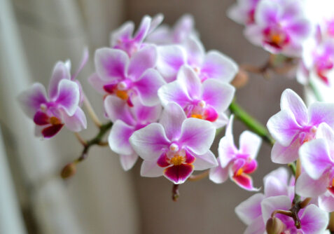 Blooming,Orchids,In,Spring,,Beautiful,Flowers
