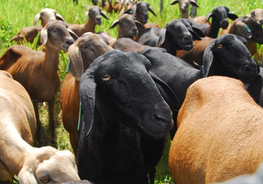 Ovino - ovelha - Luiz Gonzaga Pinto - Embrapa