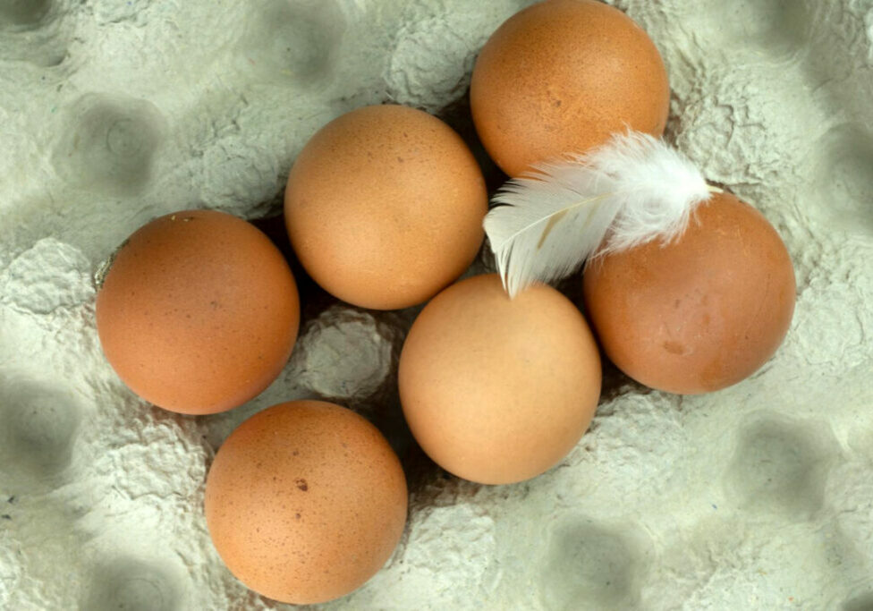 Ovos-Ferteis-Freepik