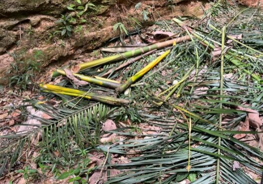 PALMEIRAS DERRUBADAS. CRÉDITO INSTITUTO MARCOS DANIEL (IMD)