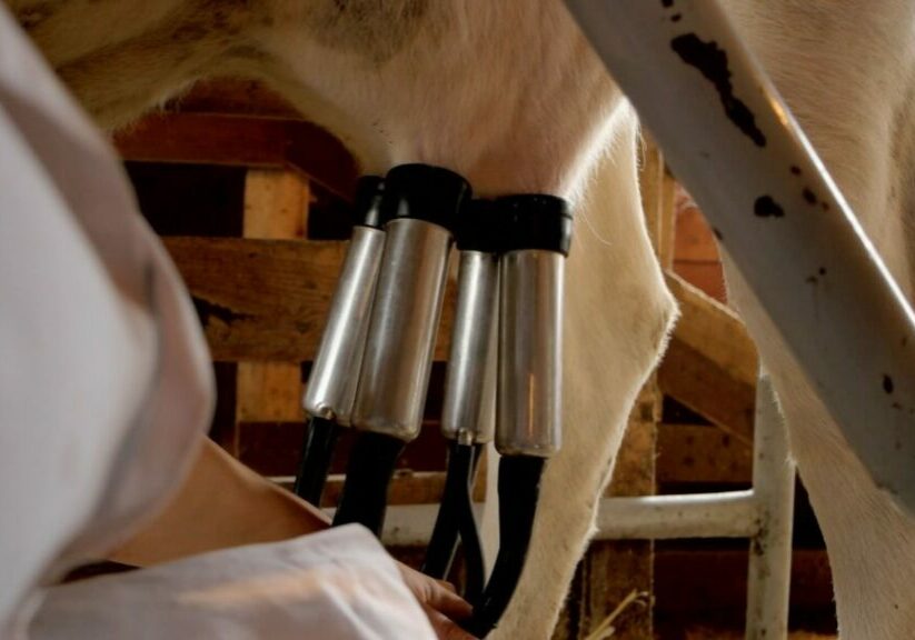 PECUARIA_LEITE_ENVATO