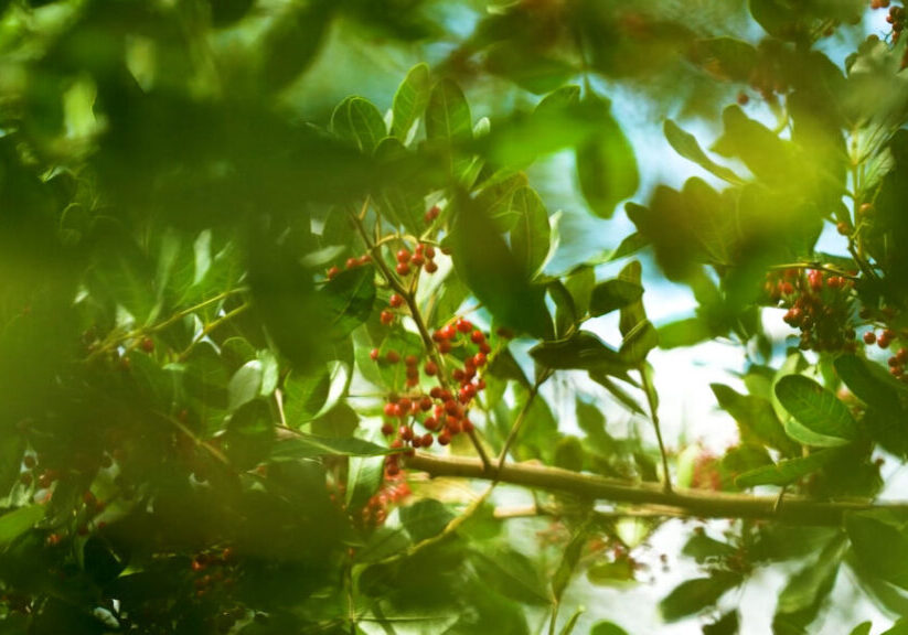 PIMENTA_ROSA