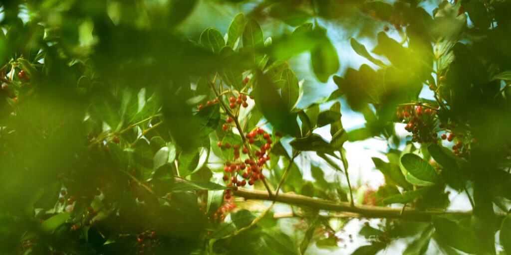 PIMENTA_ROSA