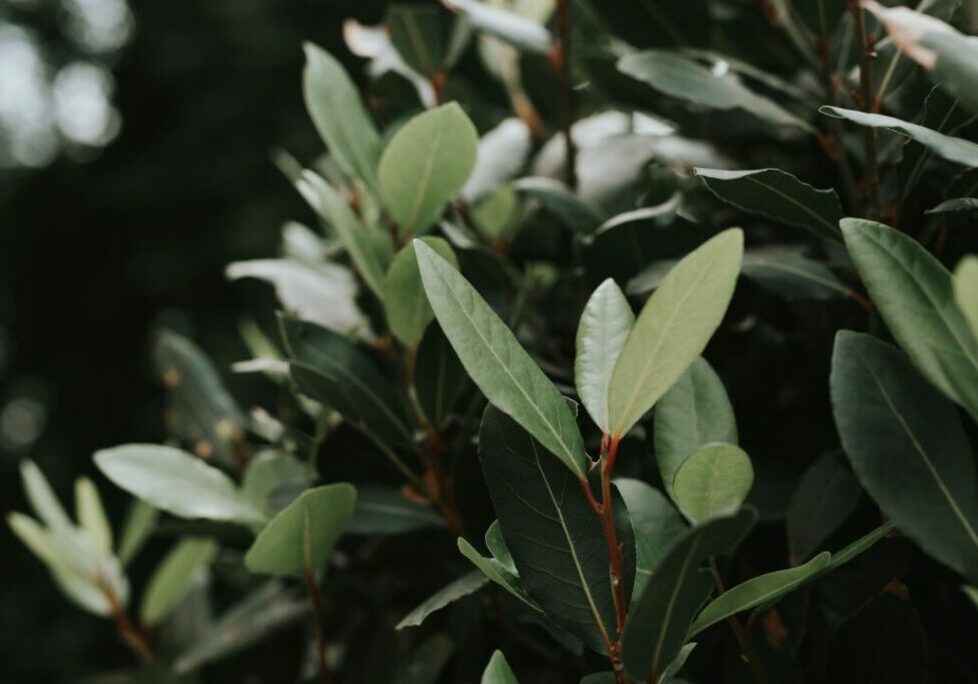 PLANTA_ENVATO-1
