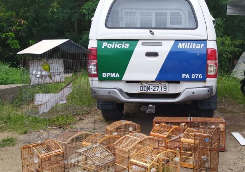 Passaros-apreendidos-Itapemirim