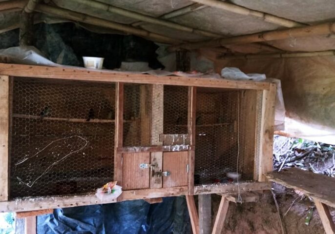 Pássaros apreendidos