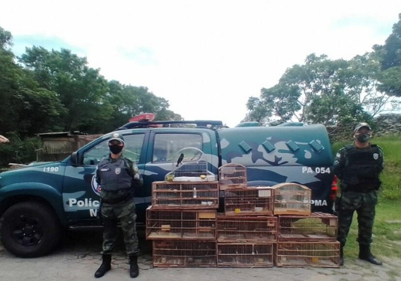 Pássaros apreendidos