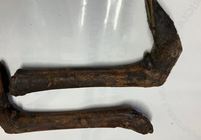 Patas apreendidas - Mapa