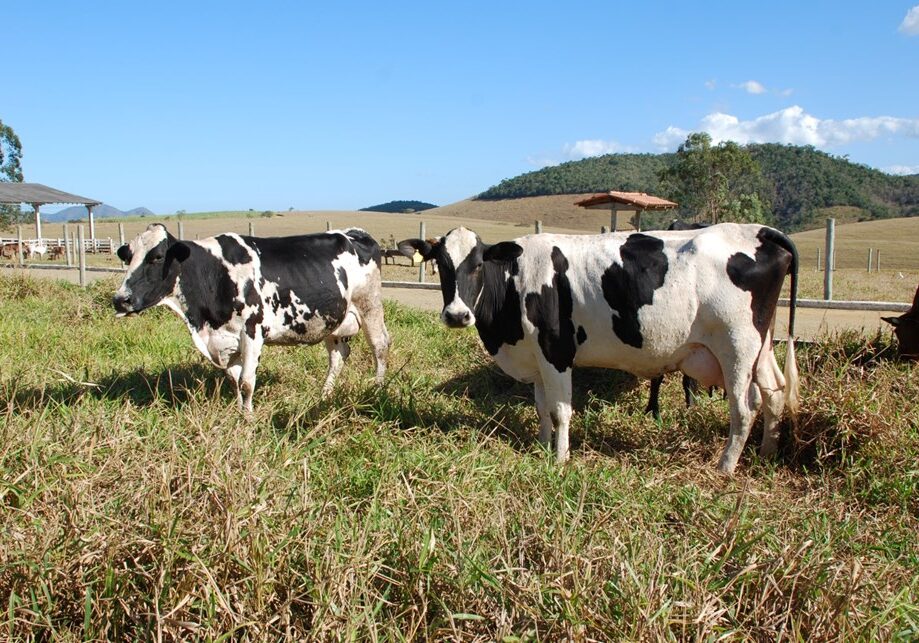 Pecuária_Foto_Divulgação Incaper