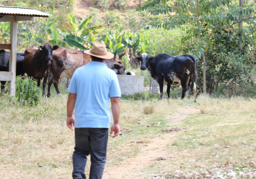 Pecuária propriedade