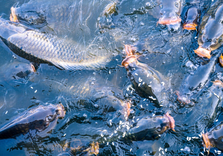 Peixa_Cultivo_Envato