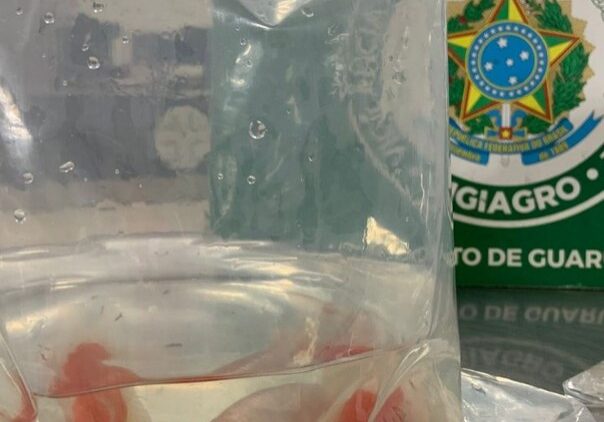 Peixes apreendidos (SFA-SP)