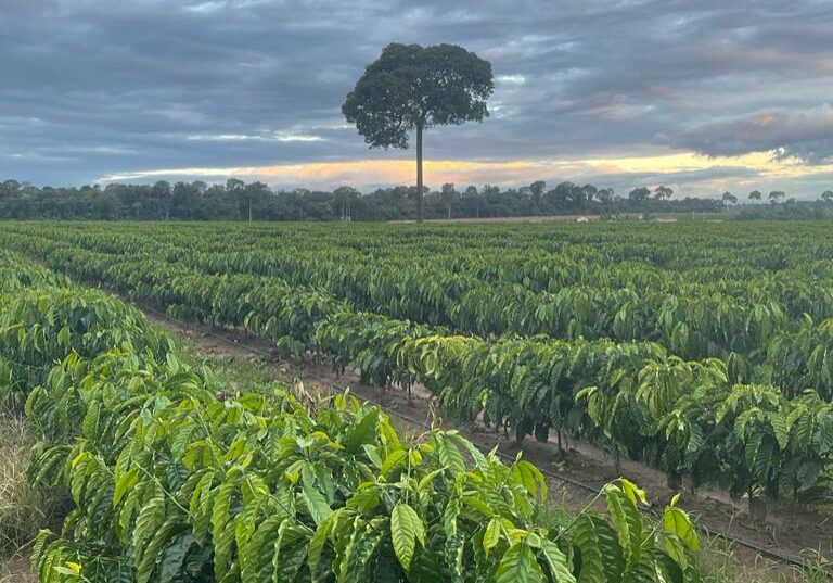 Pes-de-cafe-em-Rondonia-Hydra-Irrigacoes-divulgacao