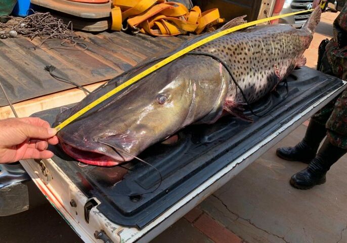 Pescado-pintado-Bataypora-8-de-setembro-de-2020-730x480-1
