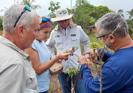 Pesquisadores visitam plantio de mandioca - Dulcivânia Freitas