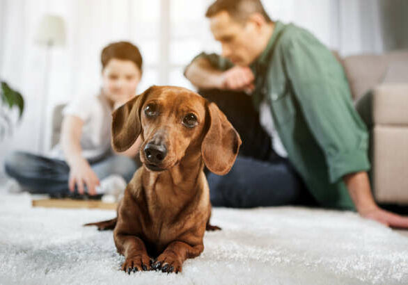 Low angle portrait of cute dog resting on rug and looking forward with interest. Father and son are playing checkers on background