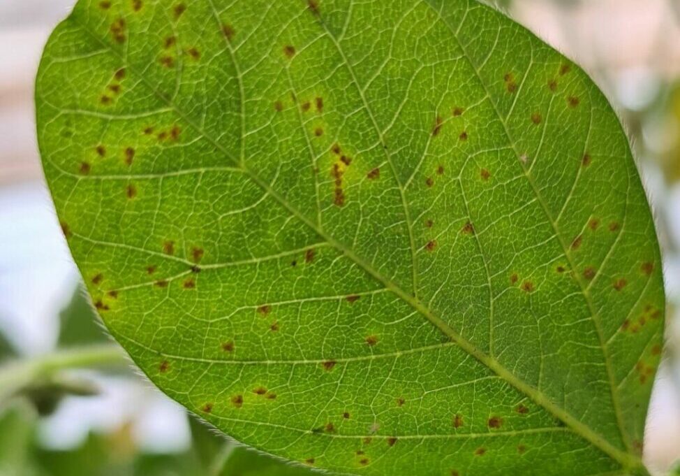 Phakopsora-pachyrhizi-Ferrugem-da-soja-6