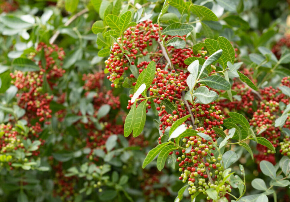 Pimenta Rosa_FREEPIK