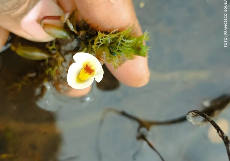 Planta_Carnívora_Rara