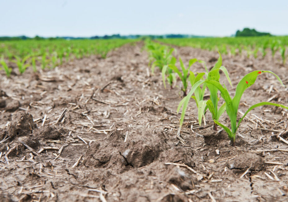 Plantação - safra - seca - Freepik