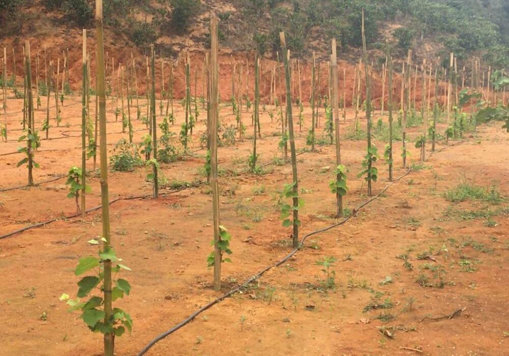 Polo-de-uva-Foto-Secom-1-1024x768-1