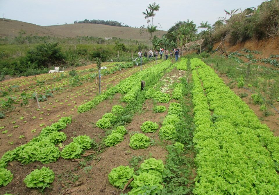 Producao-de-Olericolas-Sitio-Amigo-Dois-de-Setembro-Ecoporanga-ES