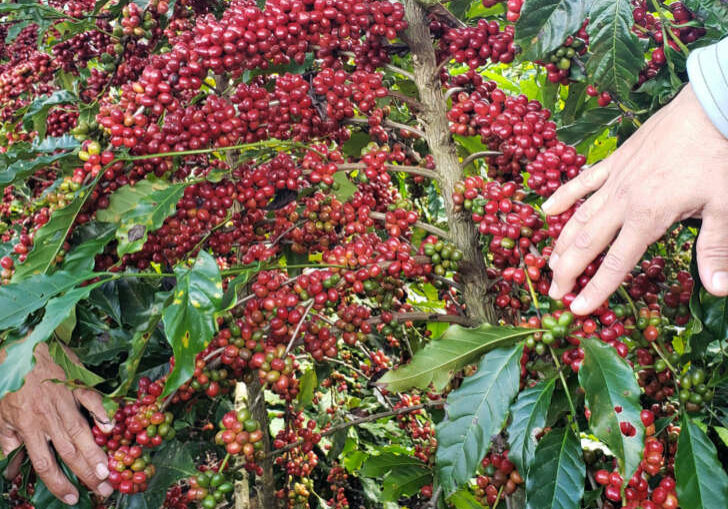 Producao-de-cafe-conilon-no-ES