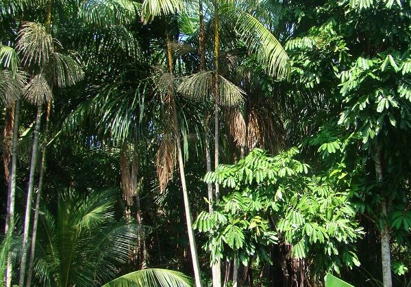 Projeto-embrapa-e-Eneva