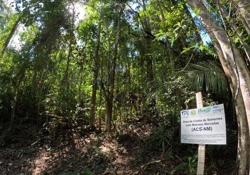 Projeto_MUdas_Mata_Atlantica