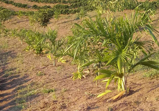 Proprietarios-rurais-investem-na-conservacao-ambiental-por-meio-do-Programa-Reflorestar