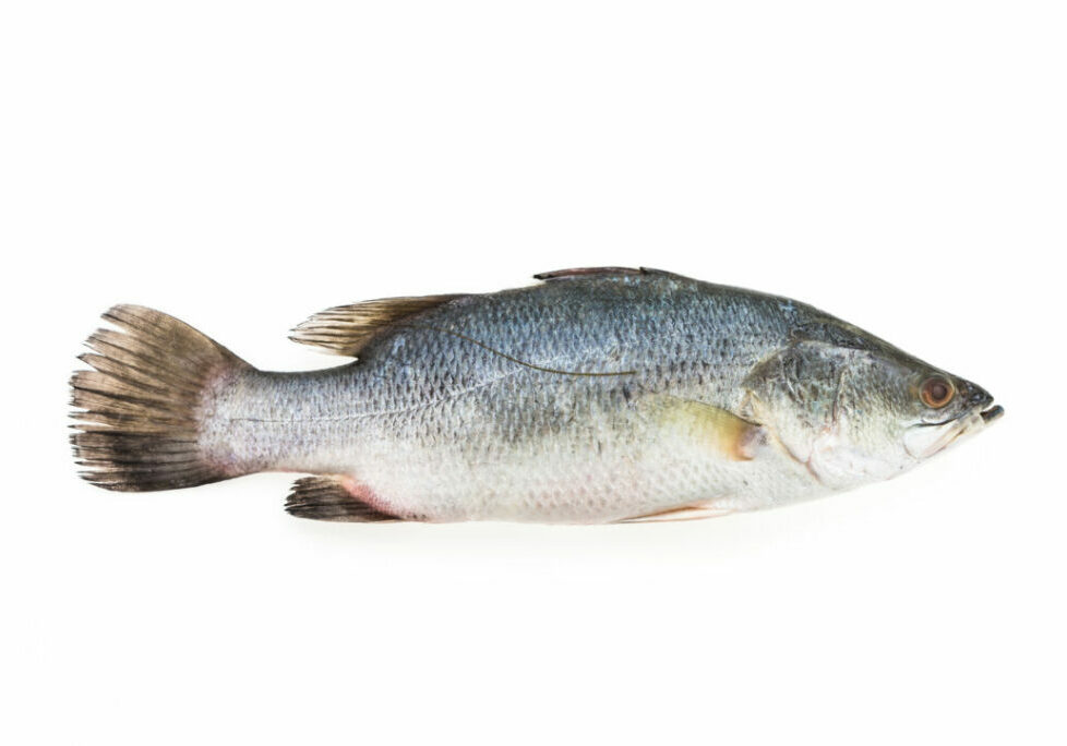 Fresh Sea bass fish isolated on white background