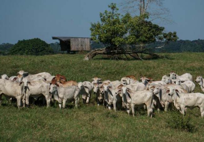 Raca-Brahman-tera-prova-de-desempenho-para-novilhas-e-touros