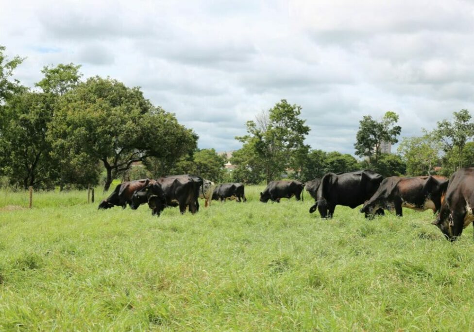 Rebanho-Girolando-na-fazenda-modelo-da-FAZU