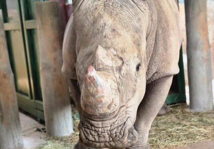 Rinoceronte - Zooparque de Itatiba