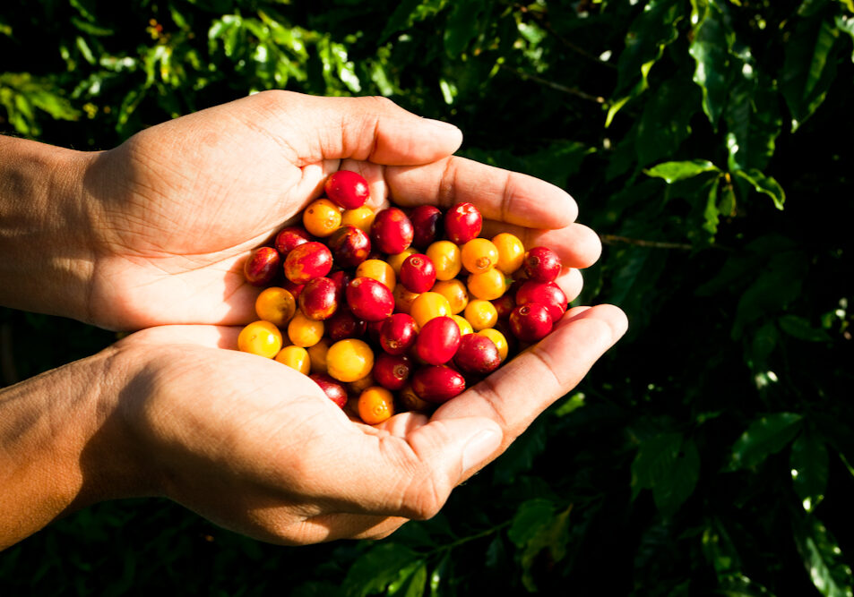 Fazenda Cafe Boa Vista