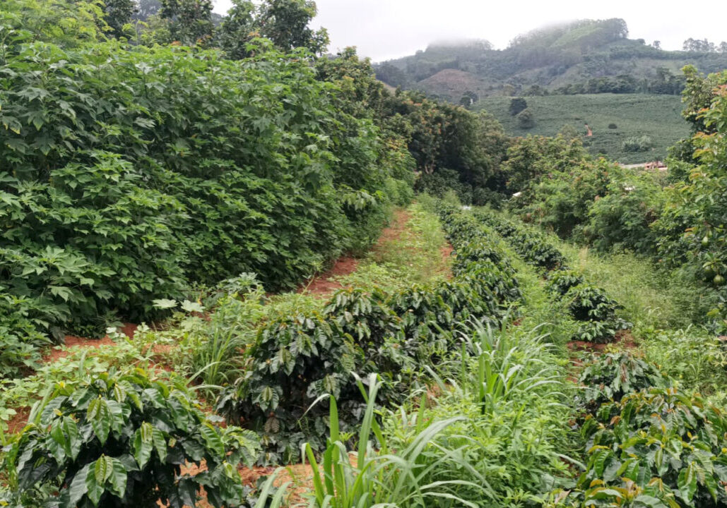Sandro - Afonso Cláudio (2)